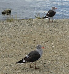 Leucophaeus scoresbii