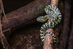 Tropidolaemus wagleri