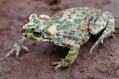 Brongersma's Toad photo 2