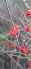 Ephedra