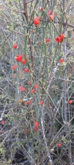 Ephedra