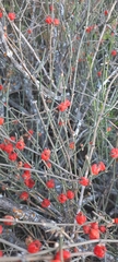 Ephedra