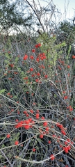 Ephedra