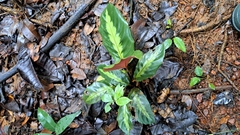 Goeppertia maasiorum