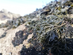 Pelvetia canaliculata