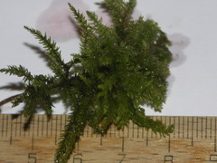 Thamnobryum alopecurum