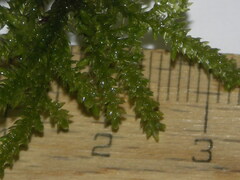 Thamnobryum alopecurum