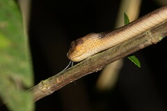Leptodeira annulata