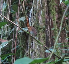 Grallaricula flavirostris