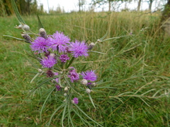 Lessingianthus rubricaulis