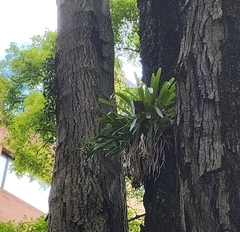Bromeliaceae