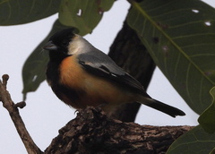 Charitospiza eucosma