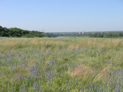 Veronica incana