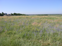Veronica incana