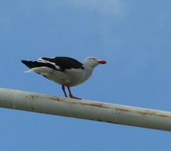 Leucophaeus scoresbii