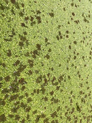 Azolla pinnata