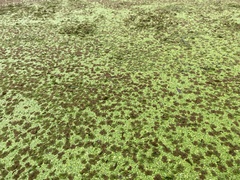 Azolla pinnata