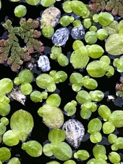 Azolla pinnata