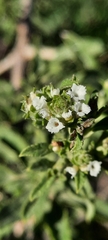 Lippia turbinata