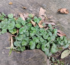 Hydrocotyle bonplandii