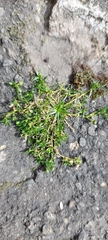 Sagina procumbens