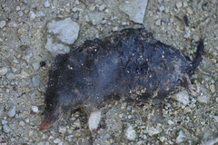 Talpa occidentalis