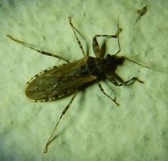 Oncocephalus