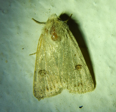 Caradrina kadenii