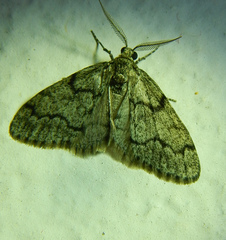 Tephronia sepiaria