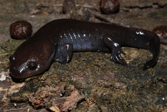 Ambystoma talpoideum