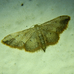 Idaea efflorata