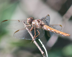 Orthemis nodiplaga