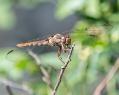 Orthemis nodiplaga