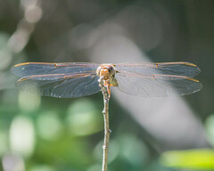 Orthemis nodiplaga