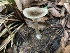 Amanita fuliginea