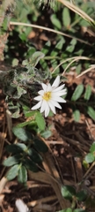 Noticastrum
