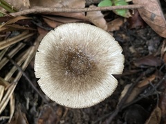 Amanita fuliginea