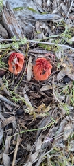 Colus hirudinosus