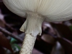 Amanita fuliginea