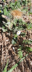 Noticastrum