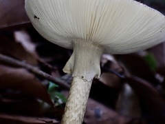 Amanita fuliginea