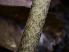 Amanita fuliginea