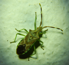 Gonocerus juniperi