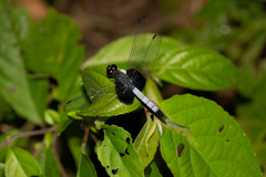 Erythrodiplax unimaculata