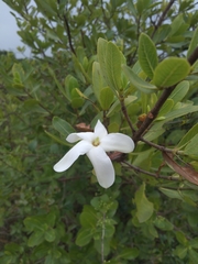Gardenieae