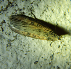Lamoria anella