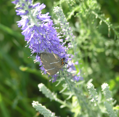 Veronica incana