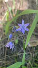 Scilla