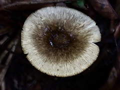 Amanita fuliginea