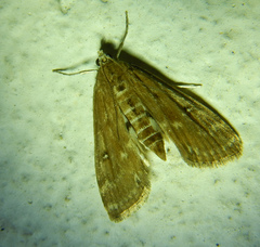 Parapoynx stratiotata